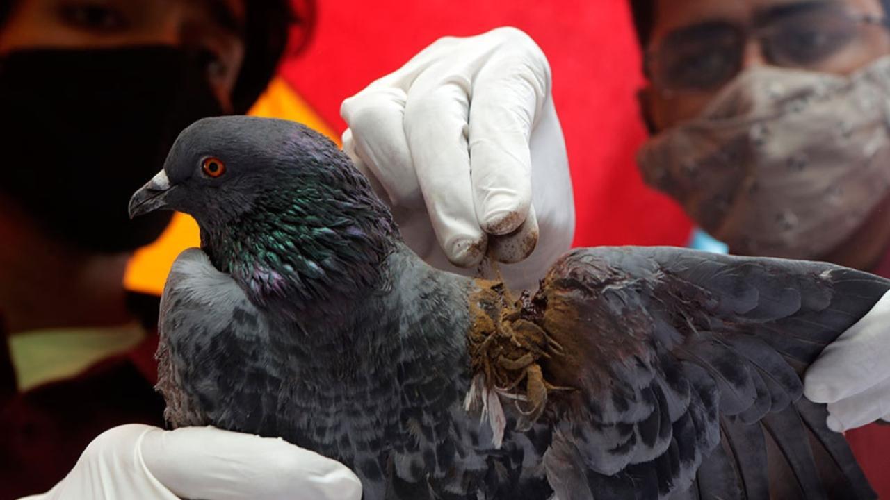 Makar Sankranti in Mumbai: Nearly 30 birds injured by kite strings rescued from various parts of city