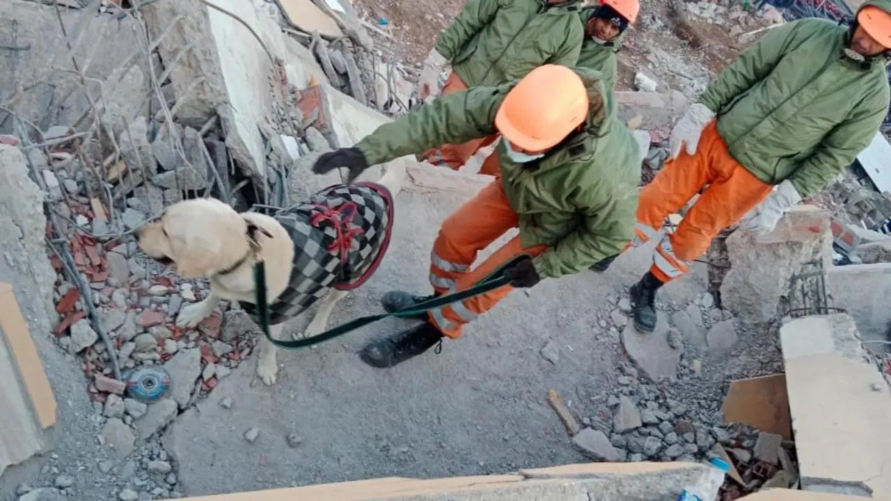 Trained to rescue humans from rubble: NDRF's canines just need a stench to save a life from debris