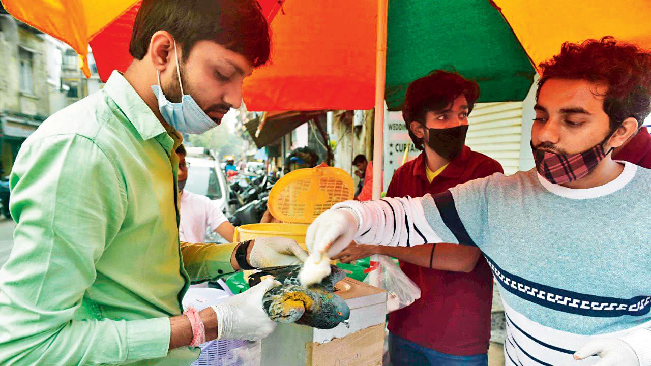 Volunteers medicate a rescued pigeon