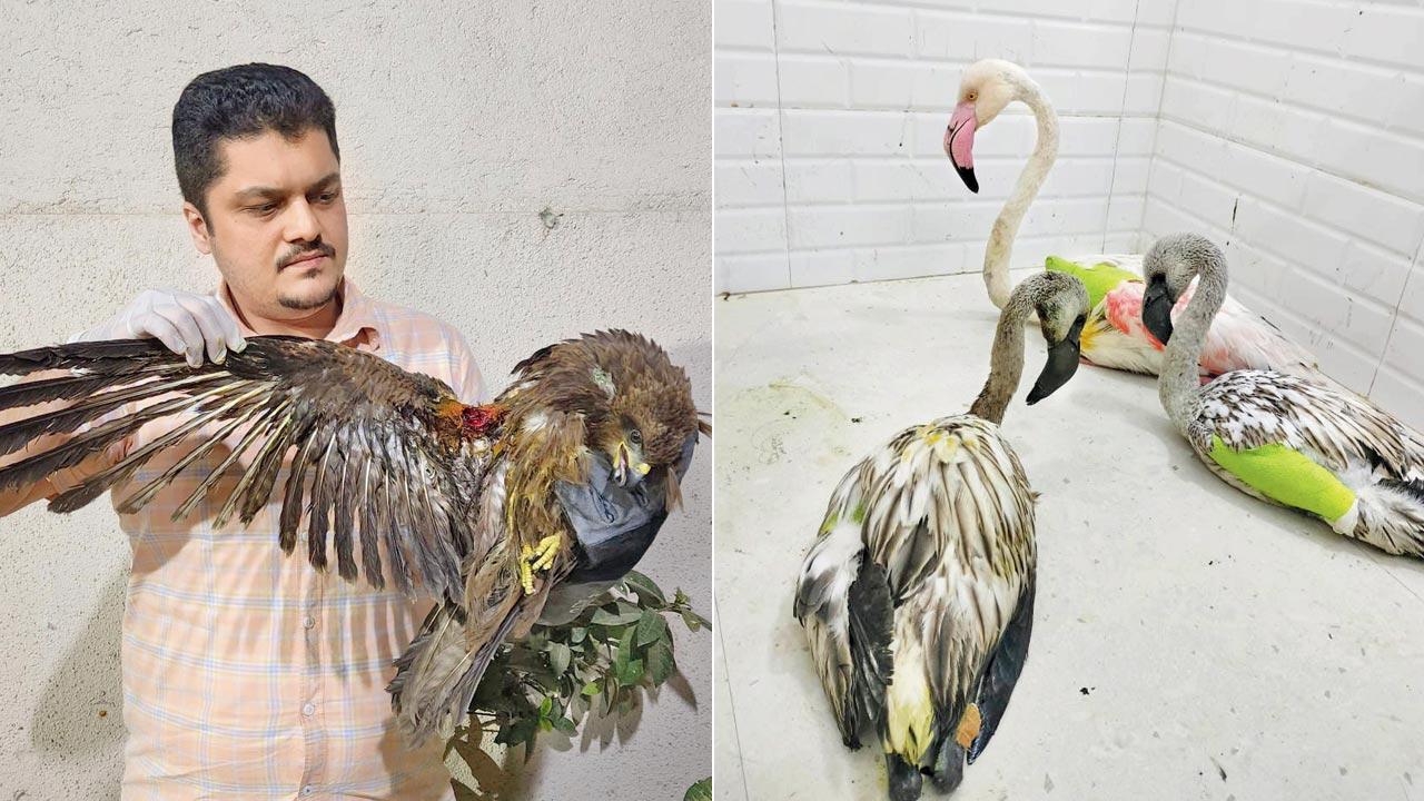 Pawan Sharma with a rescued black kite; (right) RAWW members apply a green wrap on the medicated wound of the flamingos to keep the ointment intact