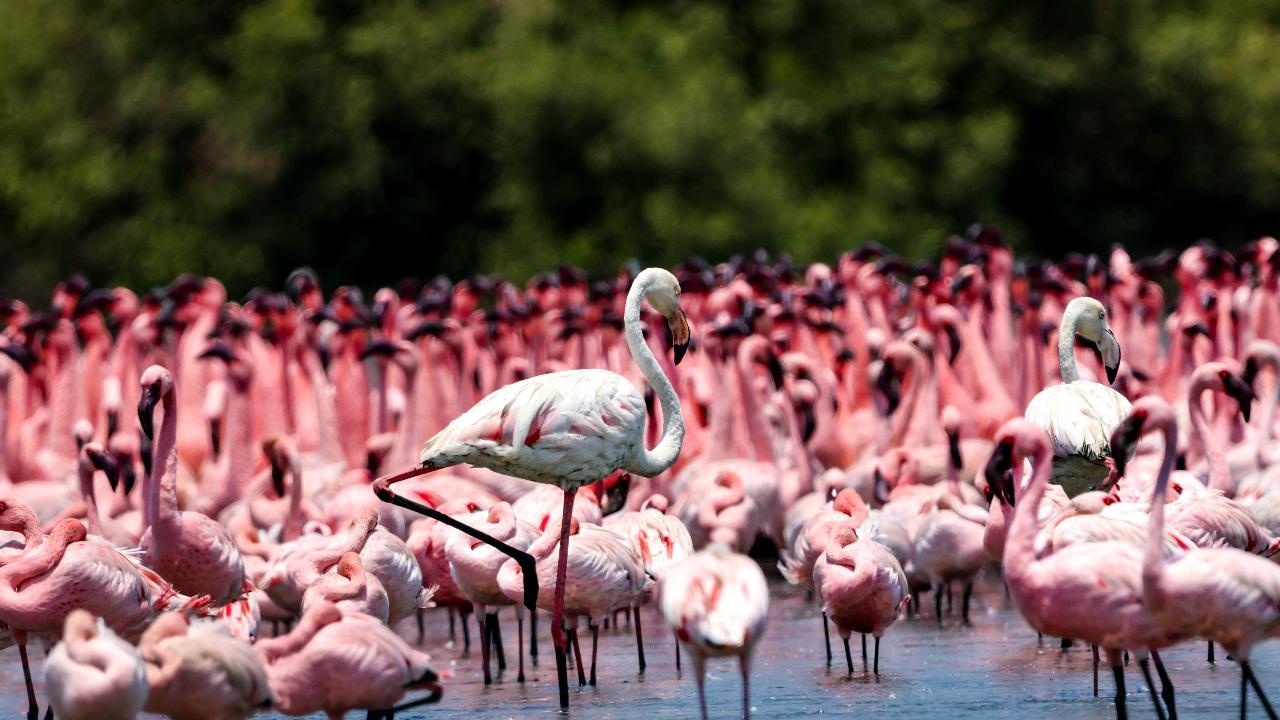 Never-before-seen images capture Flamingo spectacle in Mumbai