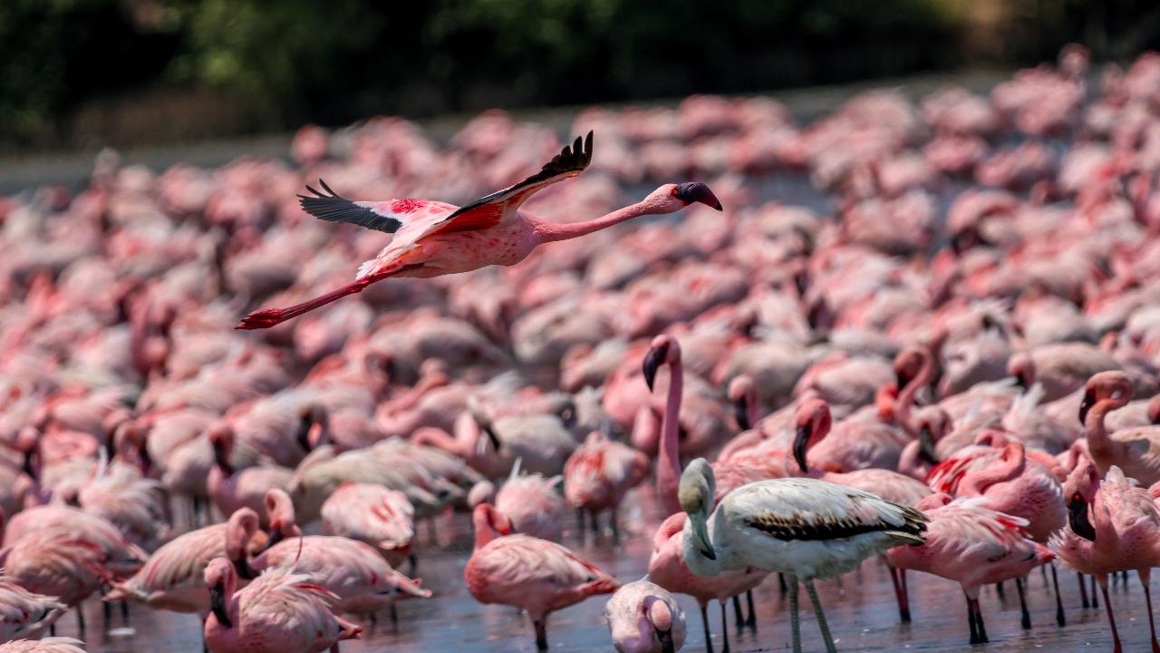 Lesser Flamingos captured in flight mode at TS Chanakya Lake in Navi Mumbai
