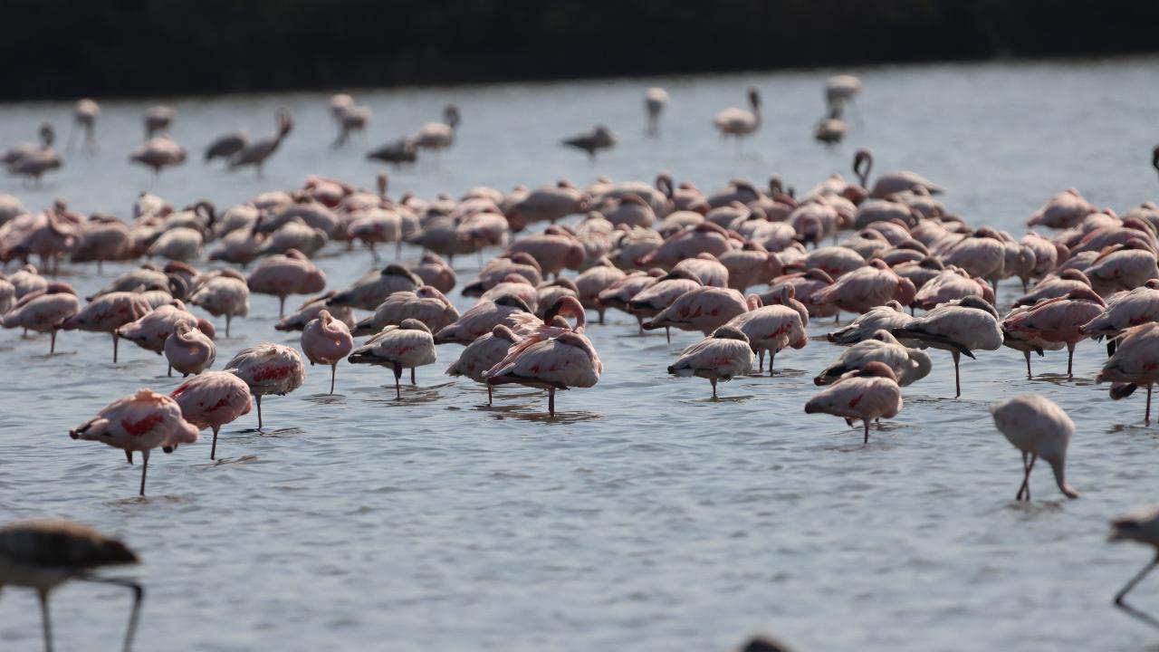 According to the statistics shared by BNHS, the wetlands of Mumbai are home to approximately 1,20,000 Flamingos during the peak of the winter season
