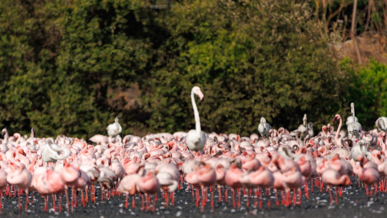 Additionally, the wetland champion and lawyer Sunil Agarwal has been working through his initiative Save Navi Mumbai environment to safeguard Navi Mumbai mangroves. Hariharan's photographs are aiding the fight to protect Flamingo's natural habitat