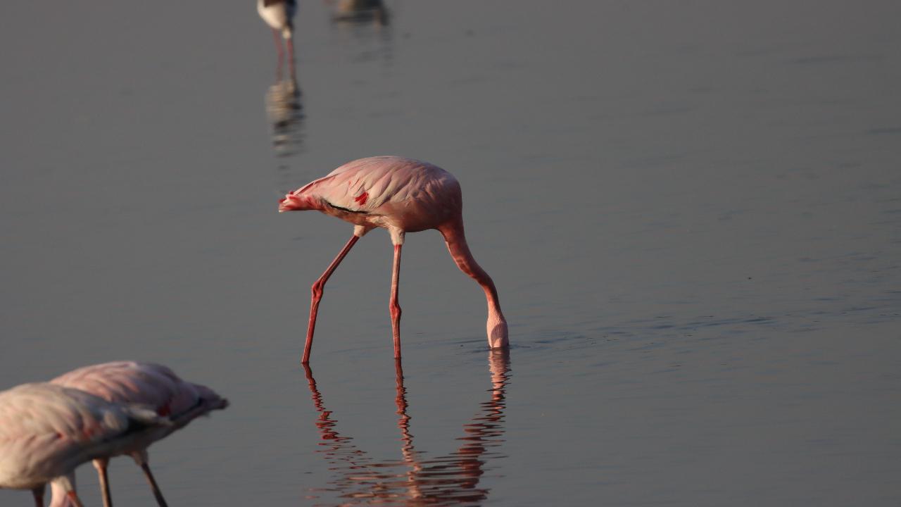 Hariharan has been documenting the juvenile greater flamingos, lesser flamingos and other waders in Mumbai’s wetlands since 2016