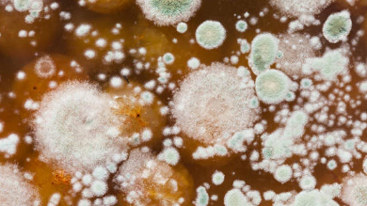 Global fungal disease deaths doubled in a decade: Study