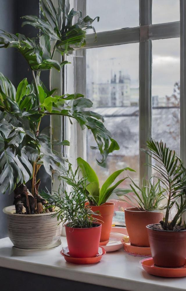 Quick guide to growing indoor plants