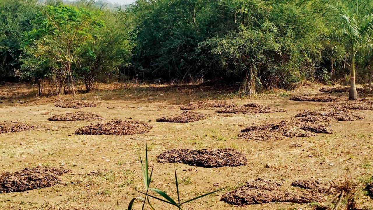 Mumbai: JCBs flatten Aarey plot once home to transplanted trees