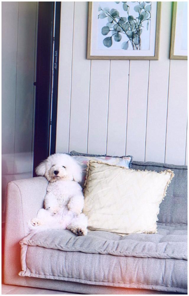 Kartik Aaryan is very fond of his dog named Katori Aaryan. As the doggo turned a year older, the Luka Chuppi actor penned a special birthday wish