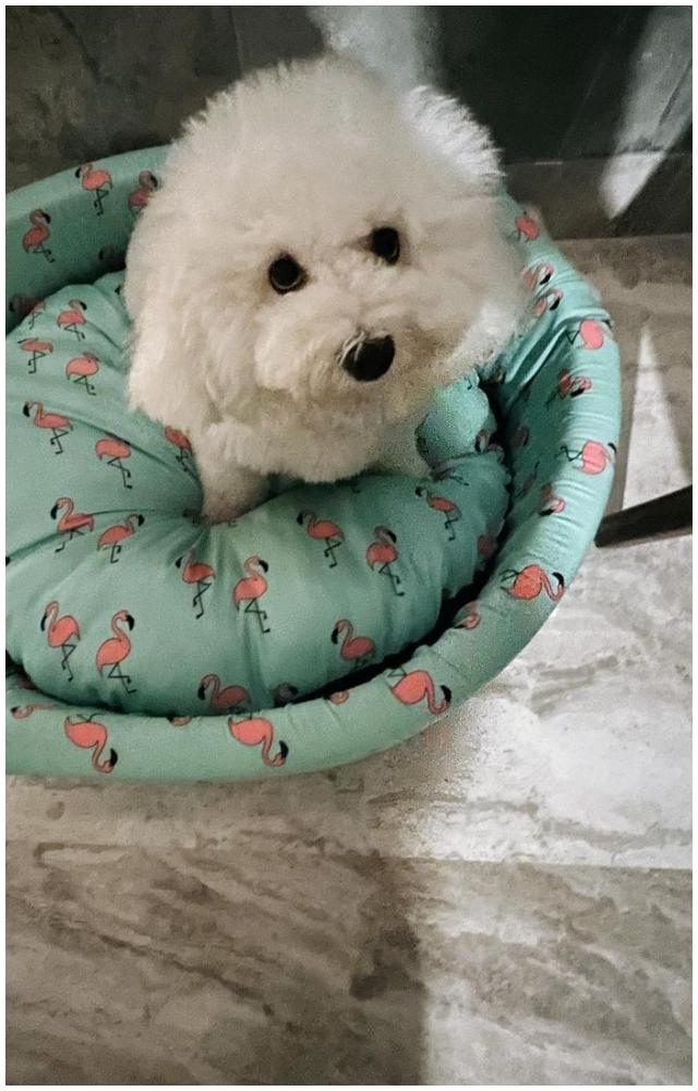 Katori has a dedicated Instagram account which is populated by cute pics of the doggo with funny captions