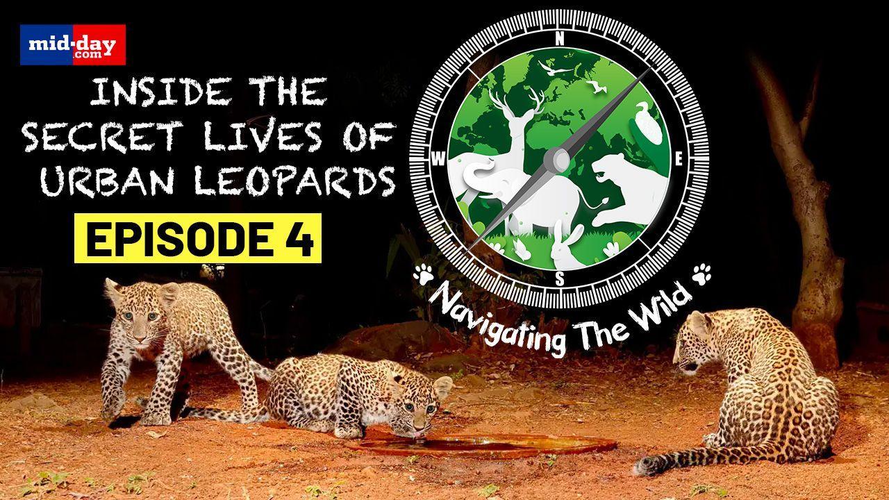 Watch the Secret Lives Of Urban Leopards in Navigating The Wild