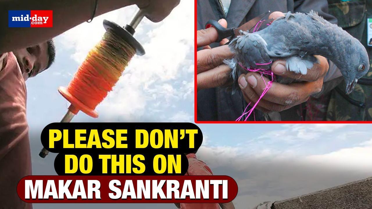 Makar Sankranti 2024: How do birds die from flying kites and what can you do?