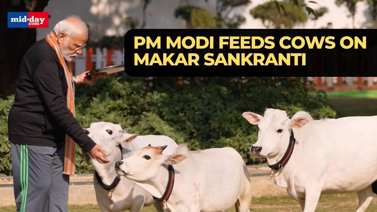 Makar Sankranti 2024: Watch PM Modi feeding cows at his official residence