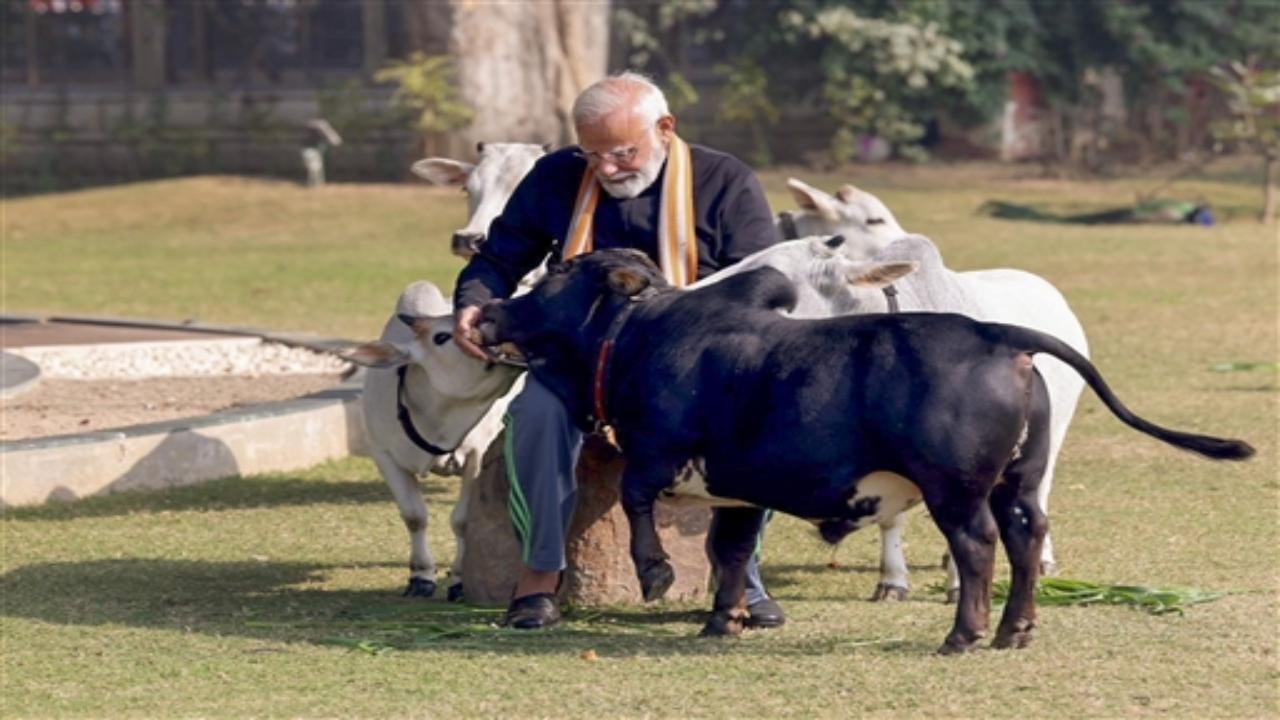 Prime Minister Narendra Modi, on the auspicious occasion of Makar Sankranti on Sunday, fed cows at his residence in the national capital.