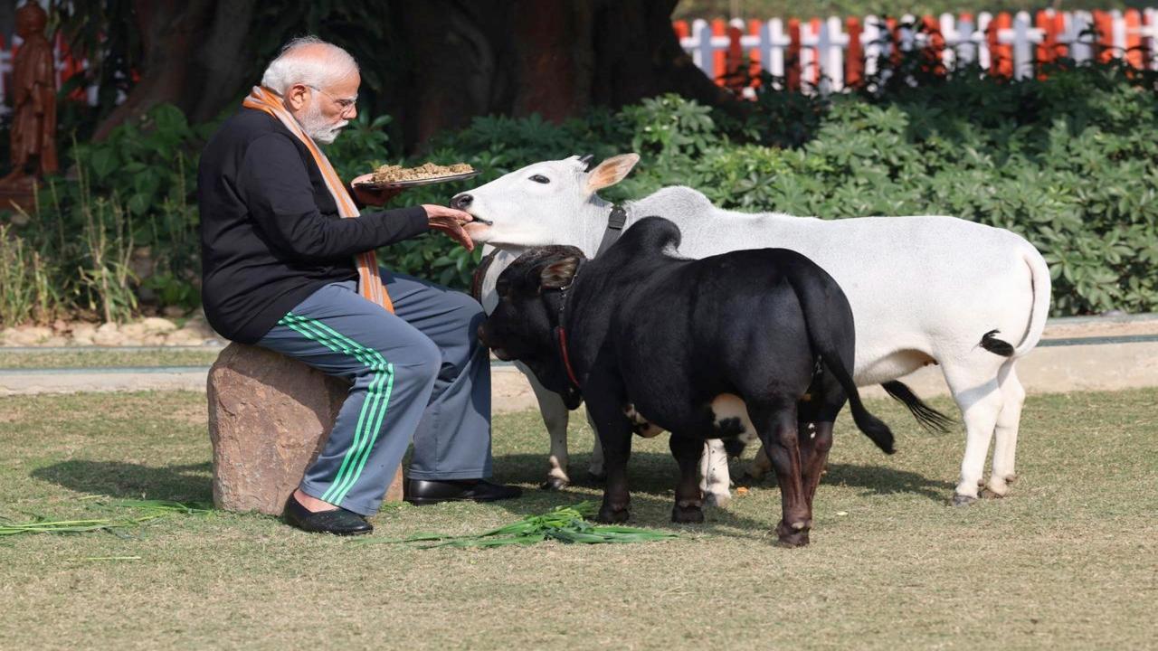 Wearing casual attire, Prime Minister Modi was observed petting the cows in one of the pictures.
