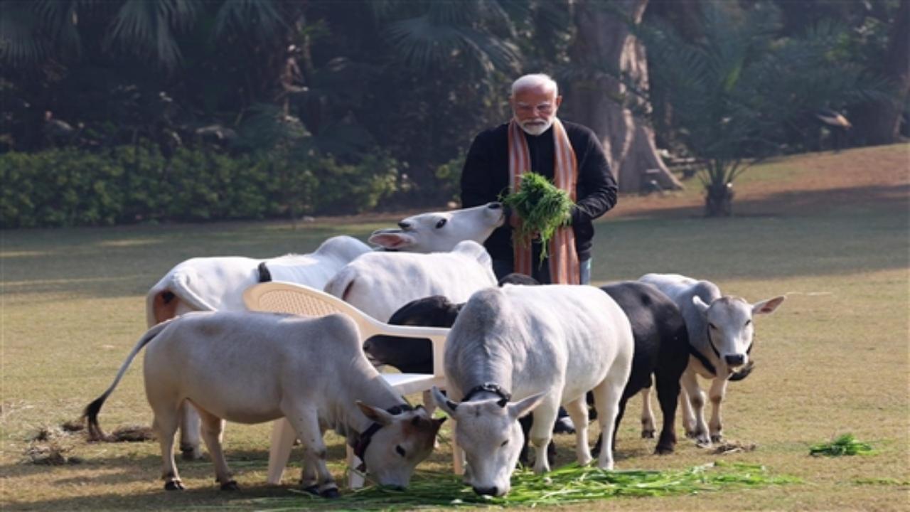 In another photo, he can seen holding a tuft of grass around the cows.
