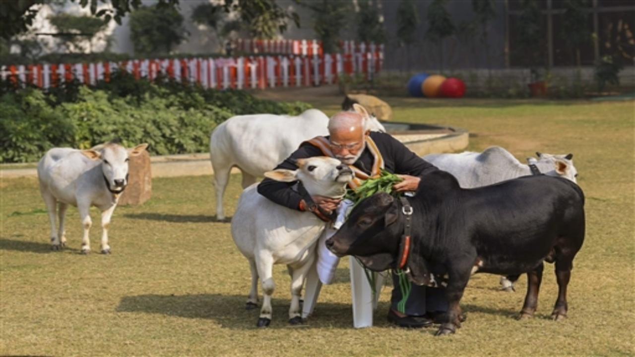 In the pictures, the Prime Minister can be seen feeding cows on a lawn at his residence.