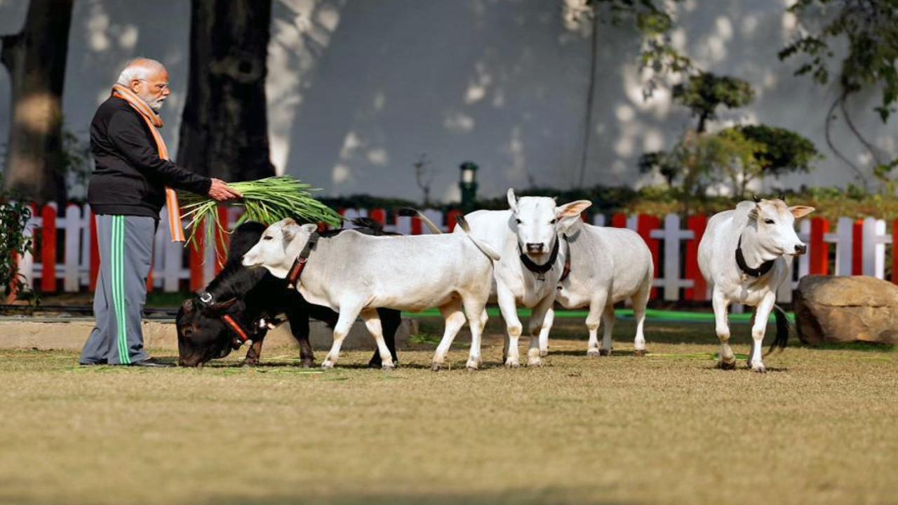 Prime Minister Narendra Modi, on the auspicious occasion of Makar Sankranti on Sunday, fed cows at his residence in the national capital, New Delhi. Pic/PTI