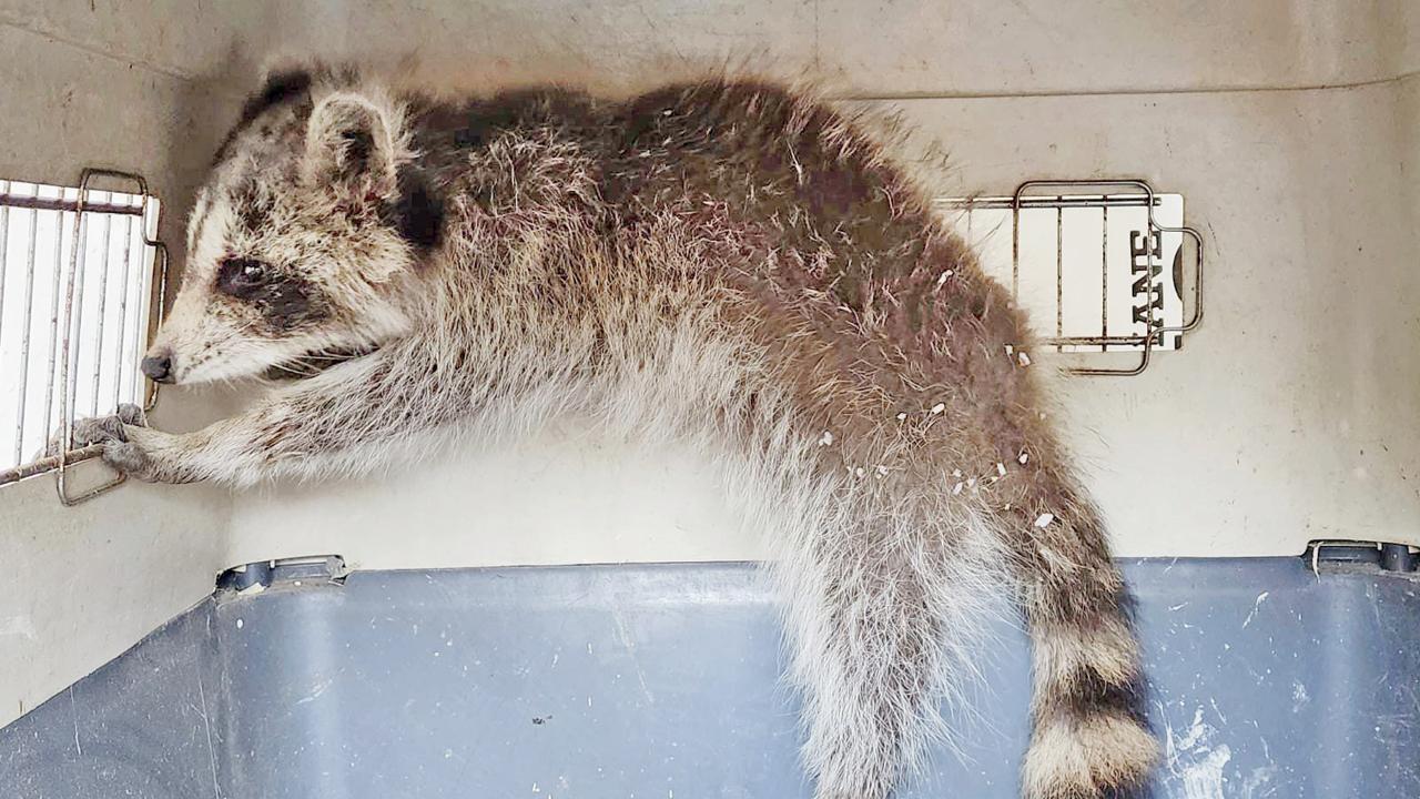Runaway raccoon being fed mix of fruits and meat, says Mumbai activist