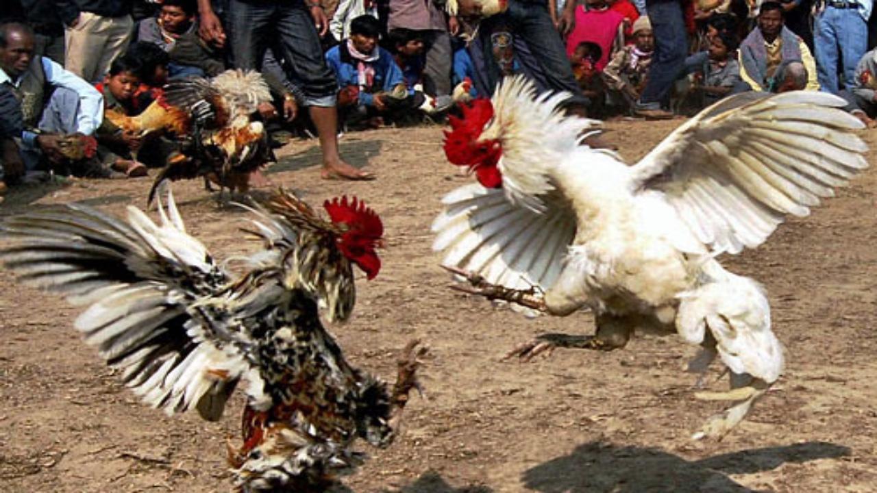 Sankranti cockfights: Masses flock to Godavari villages in Andhra Pradesh