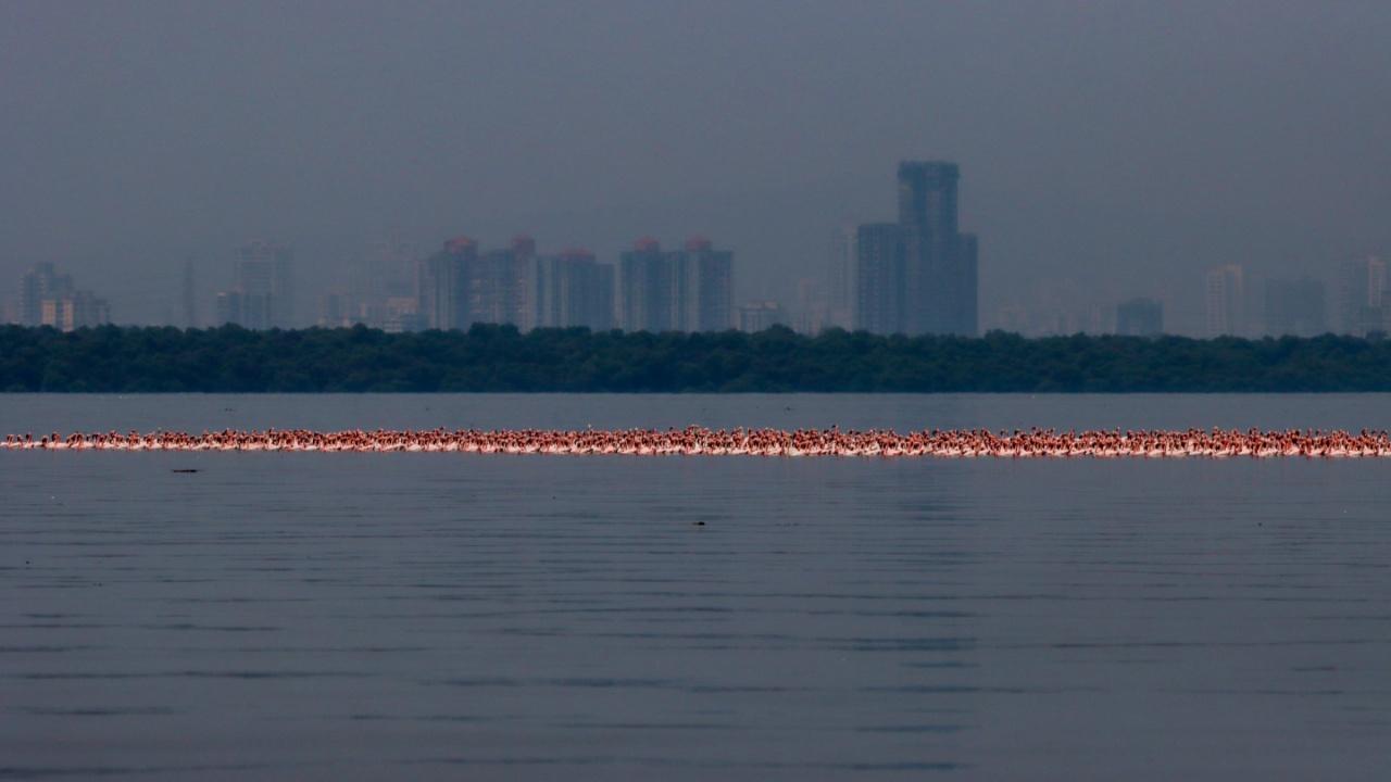 The water is on fire. Lesser and Greater flamingos as seen from the Thane creek boat ride form a line of pink that looks like a line of fire