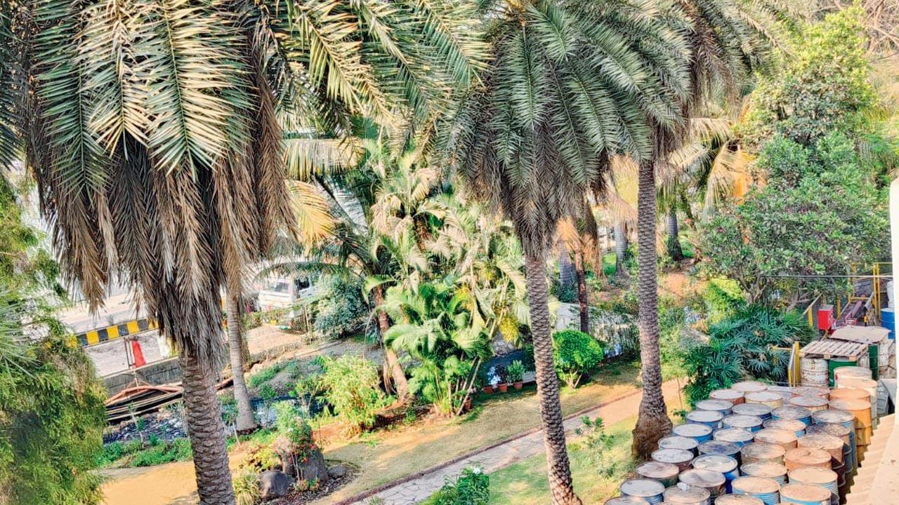 Airoli MLA steps in to save 200 trees in Navi Mumbai