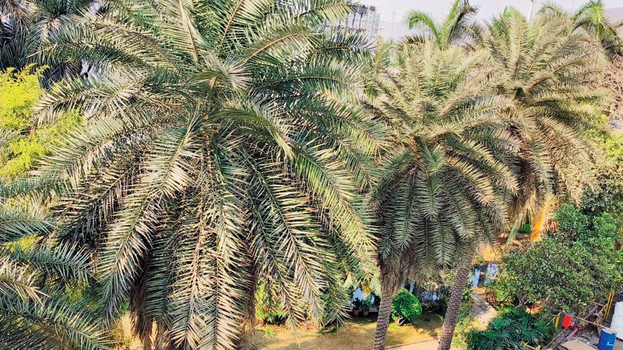 Trees on the plot, OS-7, at Pawane in Navi Mumbai 