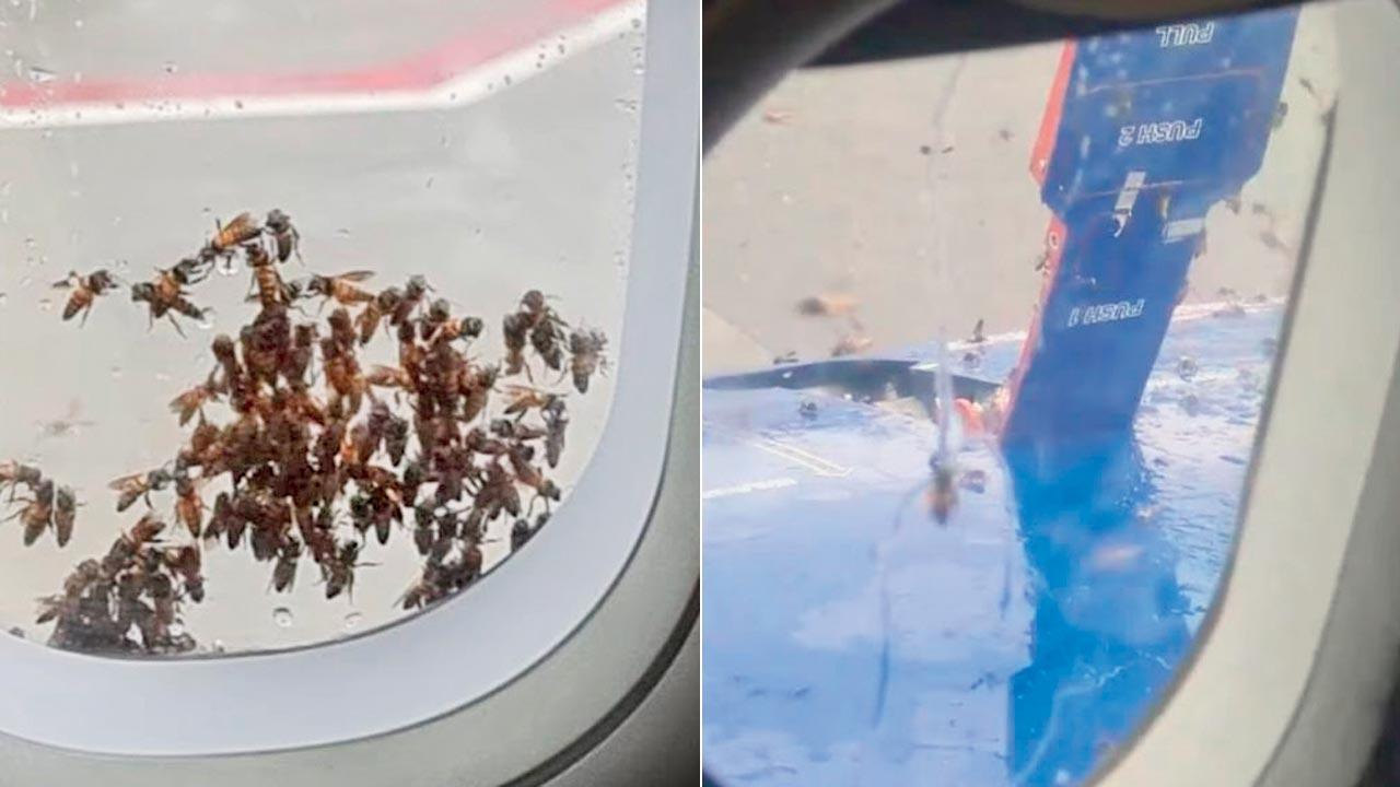 Bee swarm delays IndiGo flight at Mumbai airport, passengers face three-hour wait