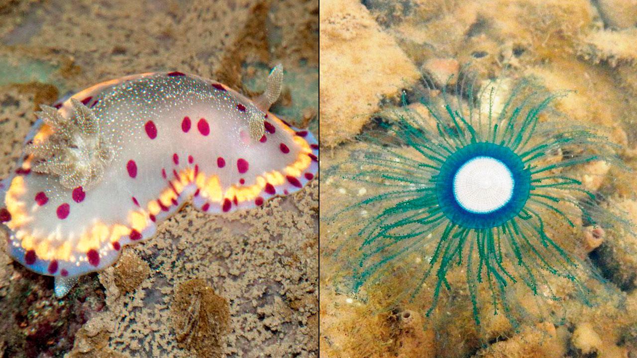 Bombay dorid, a species of sea slugs (right) porpita porpita or blue dollar