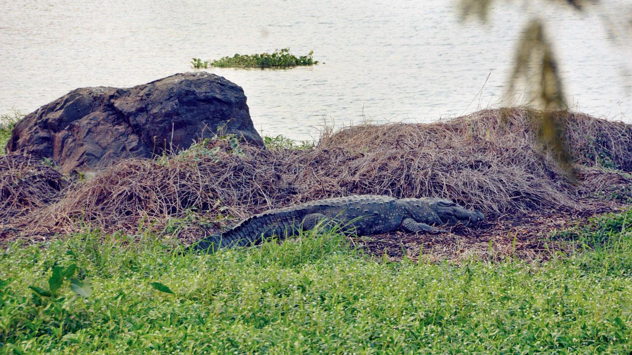 Mumbai: Crocodile spotted in Mithi River near BKC