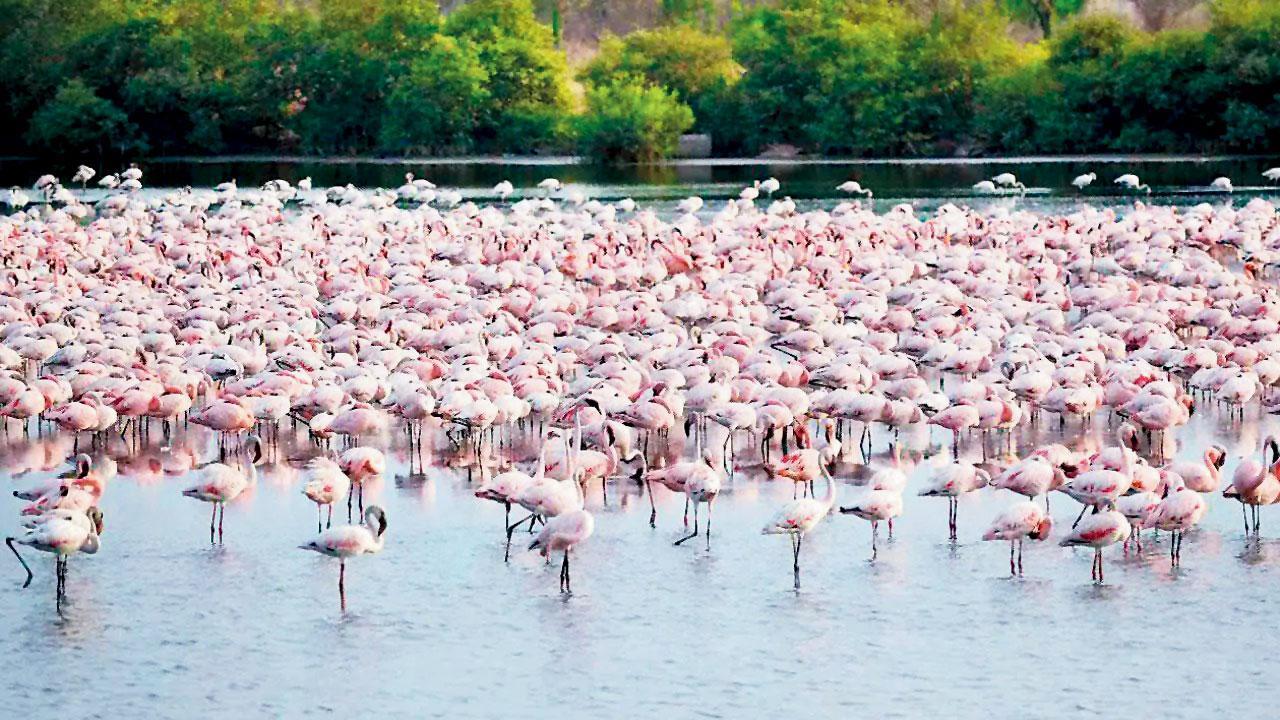 Maharashtra government acts to save Navi Mumbai’s Flamingo lake