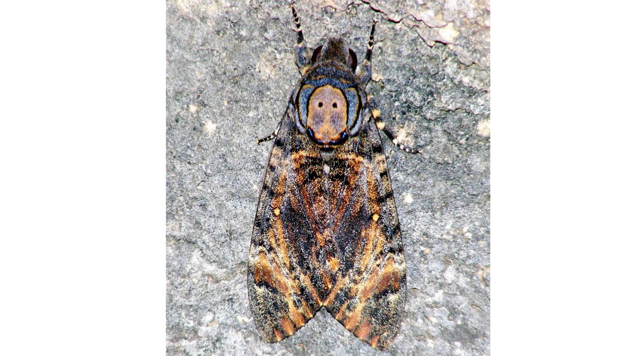 Death’s-head hawkmoth. PIC COURTESY/Wikimedia Commons
