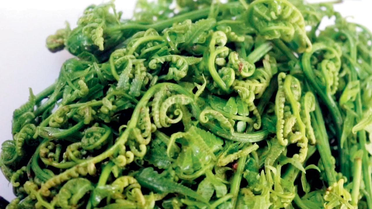 Fiddlehead Fern