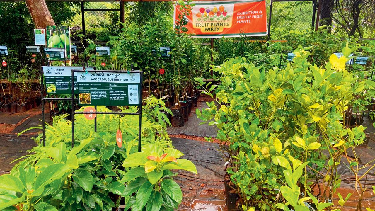 The nursery has a diverse species of fruit saplings for sale