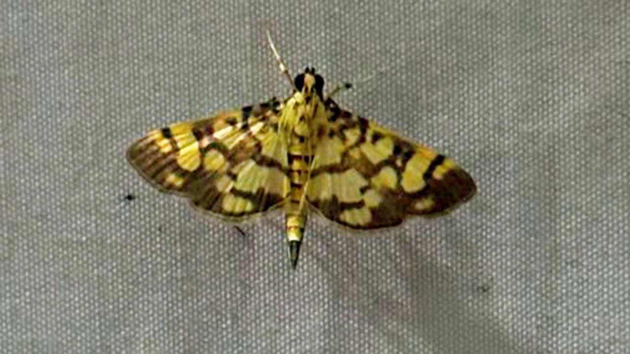 Grass moth