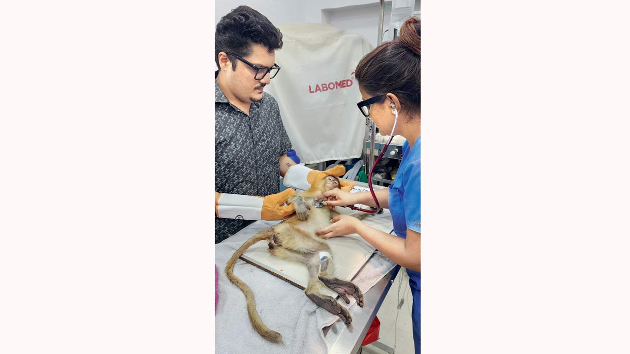This month, this female proboscis monkey was rescued from traffickers at Mumbai airport. She was stuffed into a suitcase and smuggled here from Thailand. She is  in the care of RAWW for now, being treated for dehydration and diarrhoea before her anticipated repatriation. Her medicines and imported feed cost Rs 10, 000  per week 