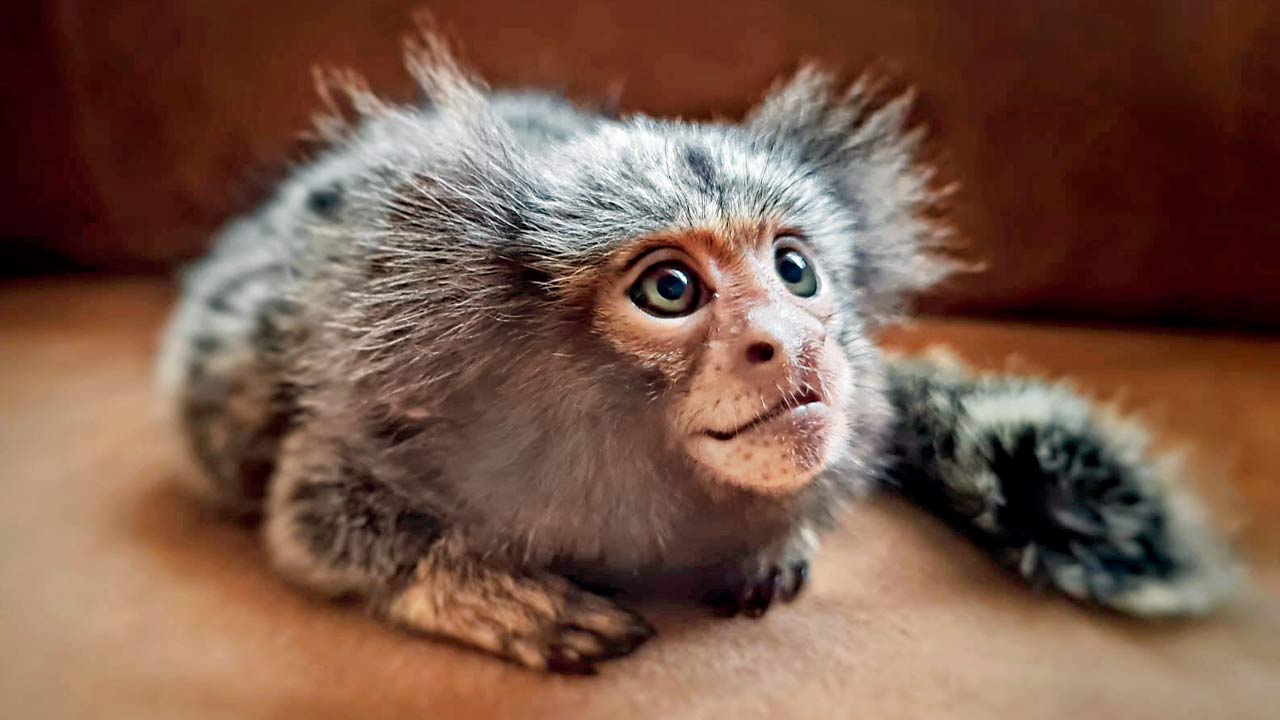Michael the marmoset needs round-the-clock medical attention because of a metabolic bone condition, as well as liver cancer