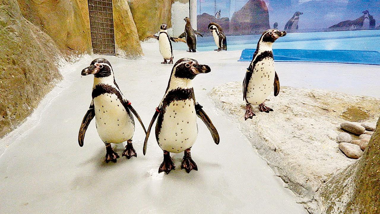 The Humboldt penguins were brought to Mumbai from Seoul eight years ago