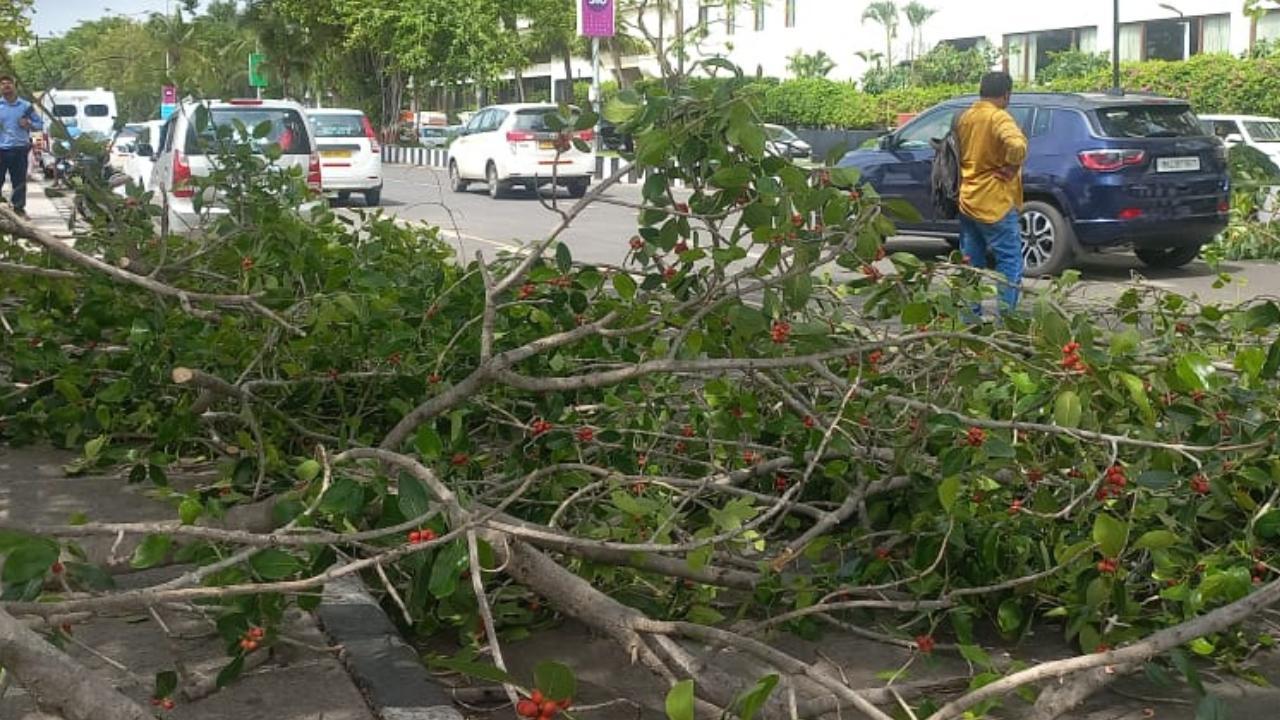 PHOTOS: Trees being cut ahead of Indian cricket team's victory parade in Mumbai