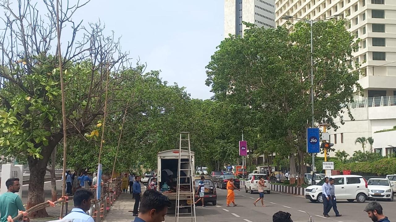 Trees lay bare after being cut amid preparations for the Indian cricket team's victory parade at Marine Drive in Mumbai earlier today