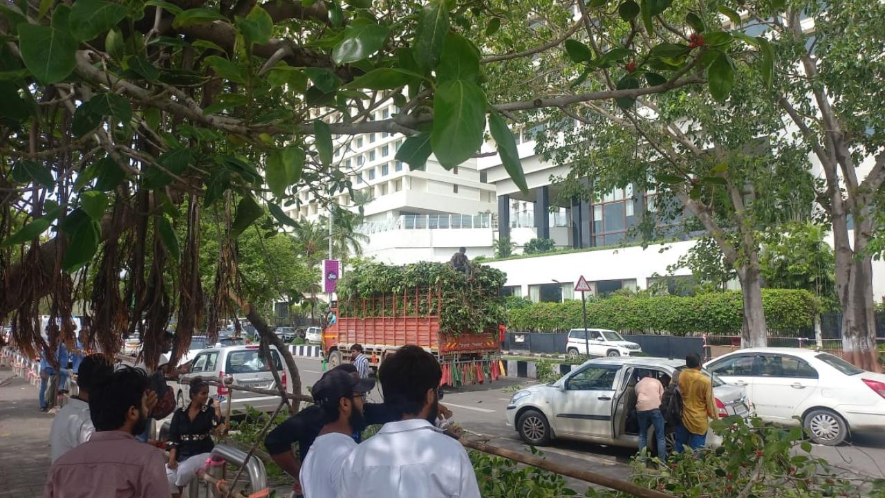 Visitors watch as trees are being felled at Marine Drive to make way for Indian cricket team's victory parade in Mumbai.
