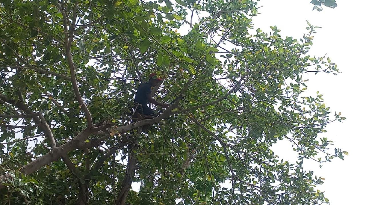 Tree cutters are seen cutting branches on Marine Drive in Mumbai ahead of Indian cricket team's arrival for the victory parade in the city.