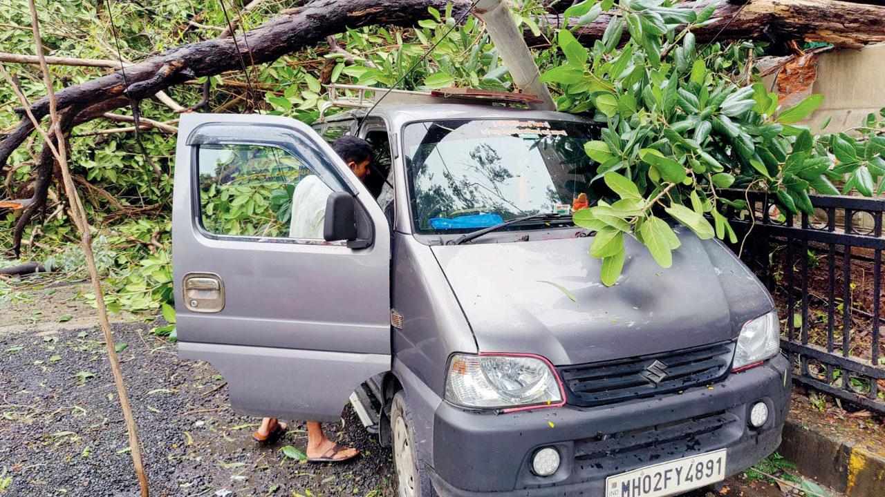A tree fell on SV Roa, Santacruz around 11.30 am on Thursday. Pic/Anurag Ahire