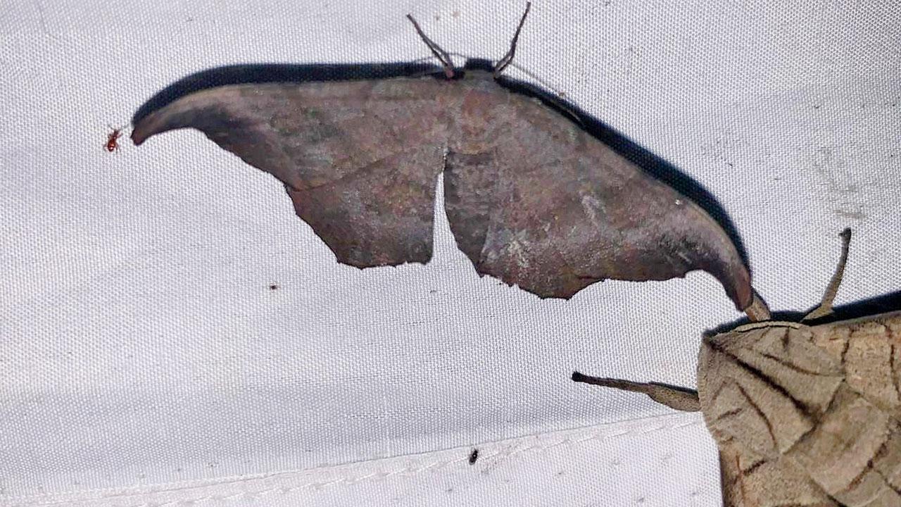 Talaca leaf moth
