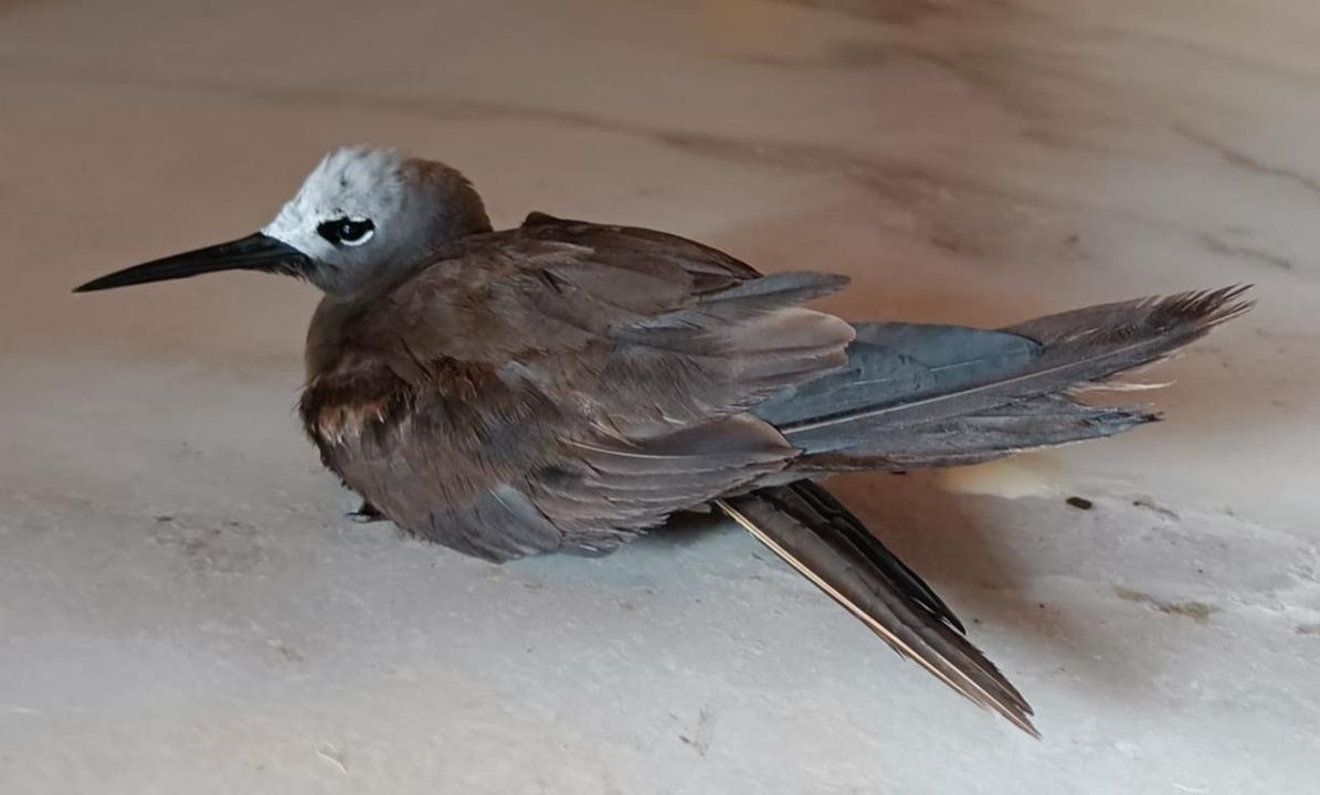 Navi Mumbai: Rare sea bird lesser noddy spotted in Nerul, dies