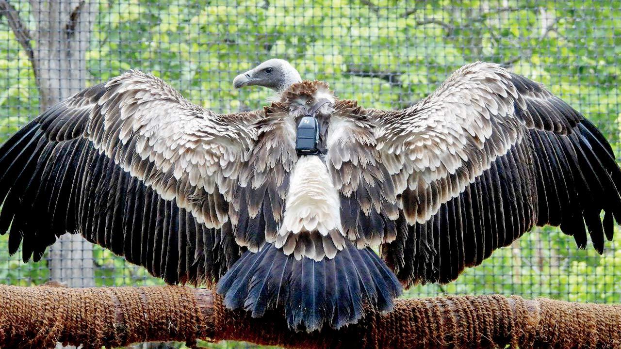 The Long-billed vulture with GPS tag at the Pench Tiger Reserve