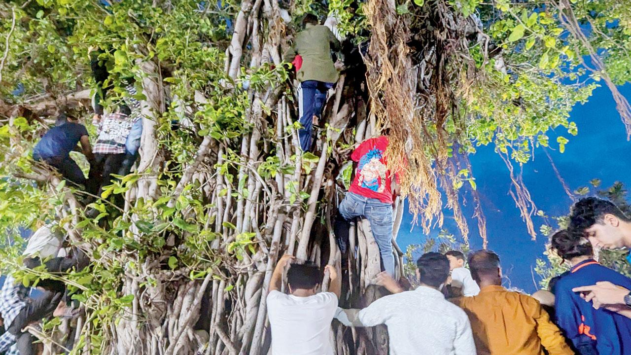 Fans scramble up trees. Pic/Rajendra B. Aklekar