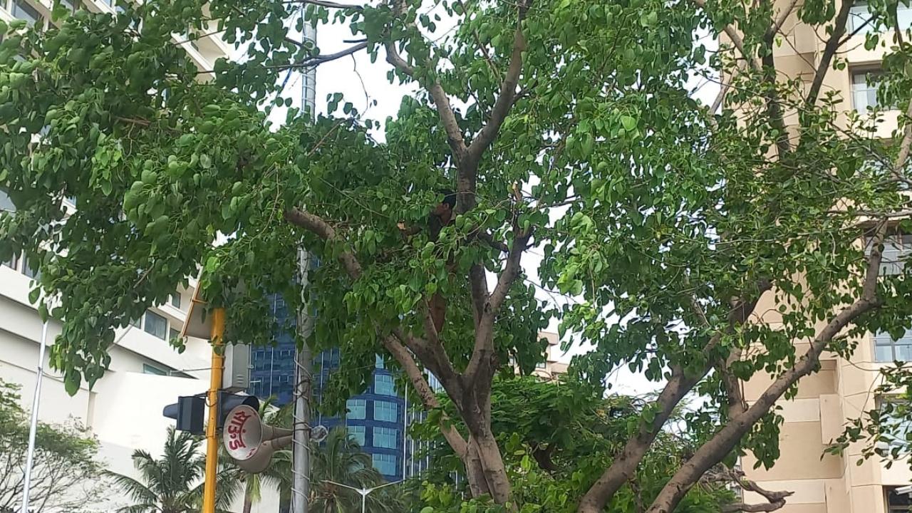 Wood cutters get ready to cut trees at Marine Drive in Mumbai ahead of the Indian cricket team's victory parade in the city before the felicitation at Wankhede Stadium.
