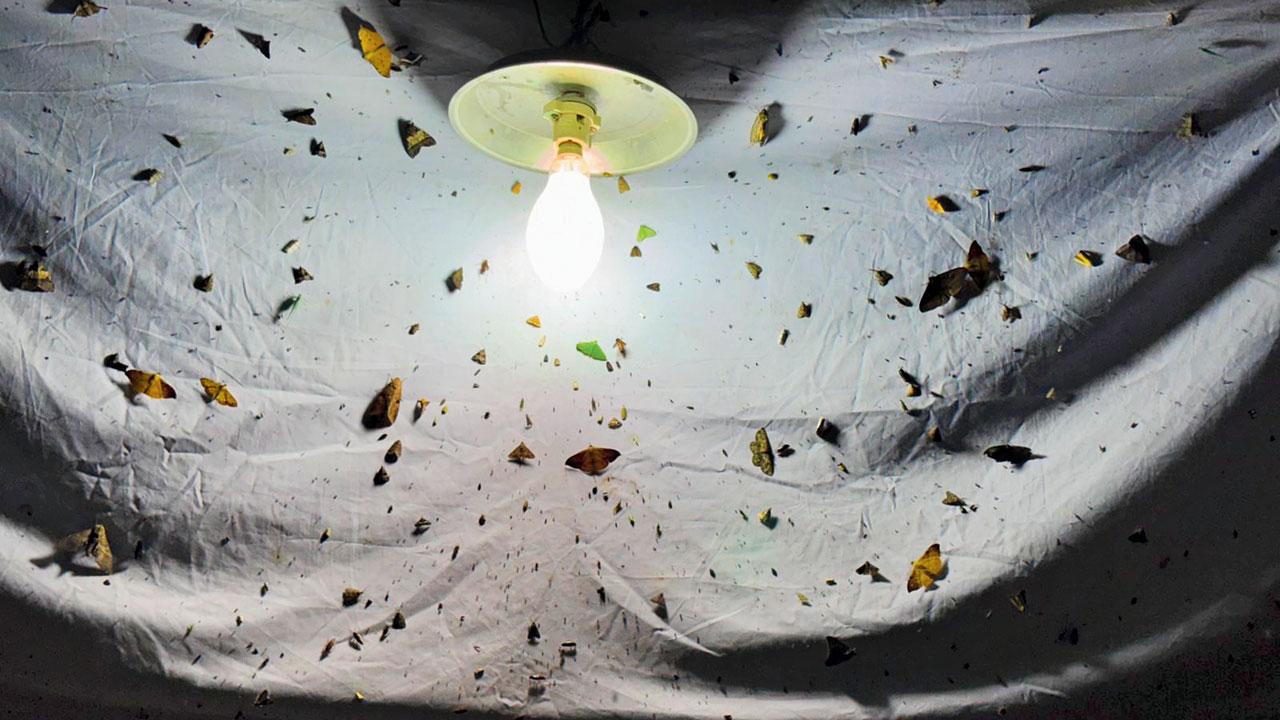 To invite moths to your home, spread a white sheet and install a mercury lamp on a sheltered surface. PICS COURTESY/Dr V Subhalaxmi