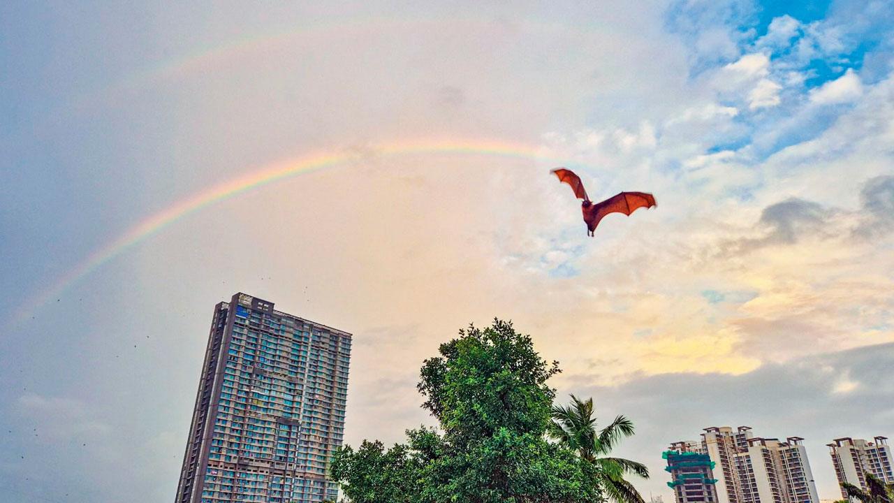 Two rainbows appear in Mulund after a rainy day. Pic courtesy/@shamsjpeg